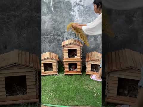 CHICKEN COOP the factory in farming##ScientificChickenRaising #FoldingChickenCageRunway and work#2#