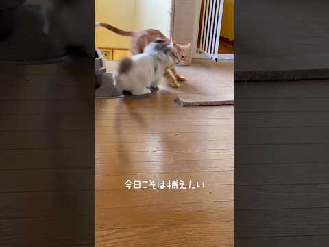 ちゃちゃまるを捕えたいモチくん🐱 #shorts