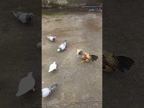 Pinag sasalpok ng Manok #alburoloft #kalapatids #idol #puf #ftpc #mpc #bbc #alburotv