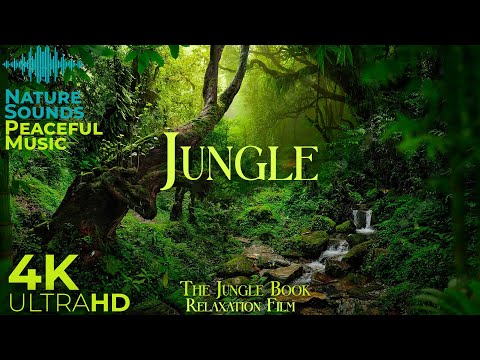 The Jungle 4K - Nature Relaxation Film - Peaceful Relaxing Music - 4K Video UltraHD