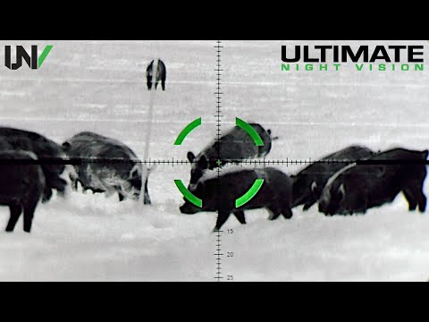 Texas Hunter Eliminates Hundreds of Feral Hogs with Military-Grade Sniper Scope
