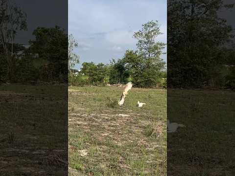 Amazing Hawk Eagle hunting bird for food videos amazing #shortvideo #eagle #subscribe #hunting
