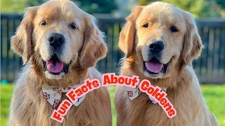 Fun Facts About Sterling And Colin The Goldens 