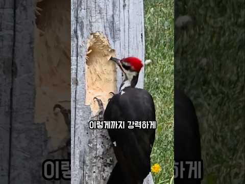 딱따구리가 낮은곳에 구멍을 내는 이유