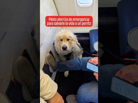 Piloto aterriza de emergencia para salvarle la vida a un perrito | @PaoCastilloOf