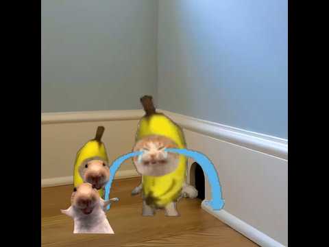 Baby Banana Cat 😺❤️ #catmemes #cat #shorts #fyp #bananacat