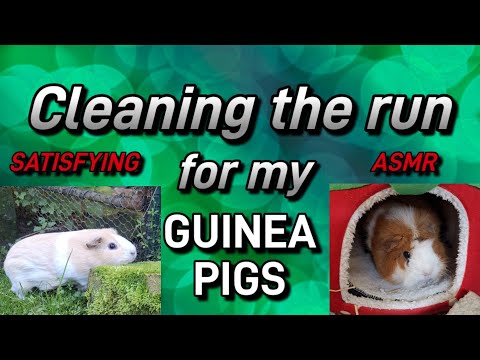 Cleaning the GUINEA PIGS run *satisfying*