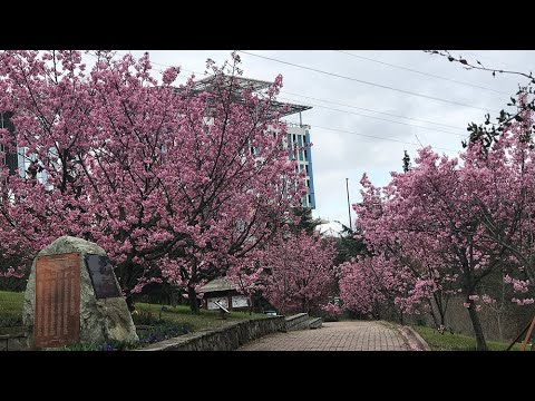 İstanbul’da sakura zamanı