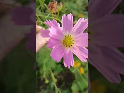 25.10🎵✨庭の花ひまわり🌻も終わり