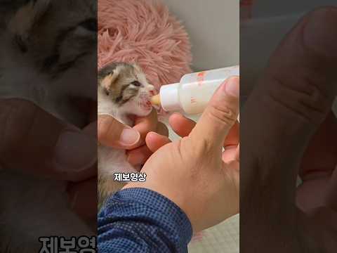 #남해 #길고양이 #분양 #<strong>입양</strong> #cat