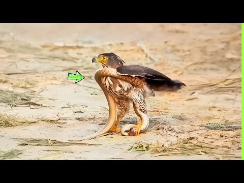 A ÁGUIA PAGOU O PREÇO QUANDO ATACOU A COBRA