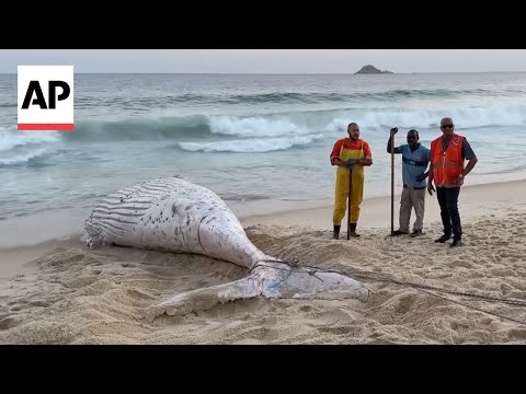YouTube video thumbnail: Humpback Whale Found Dead on Rio de Janeiro Beach