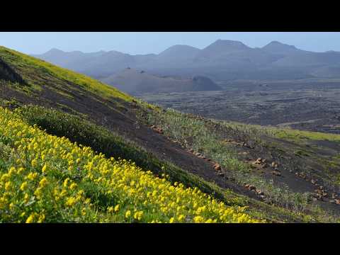 Lanzarote’s Rare Blossom: Testeyna, La Montañeta, Tesa, Montaña Blanca