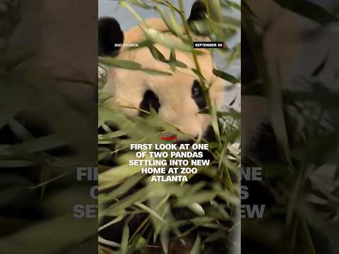 Click to play Video