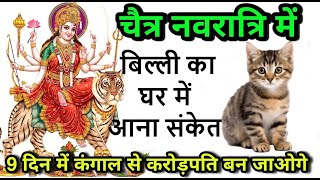 नवरात्री के दिनों में बिल्ली का आपके घर में आना संकेत क्या हे !  navratri me billi ka ghr me aana