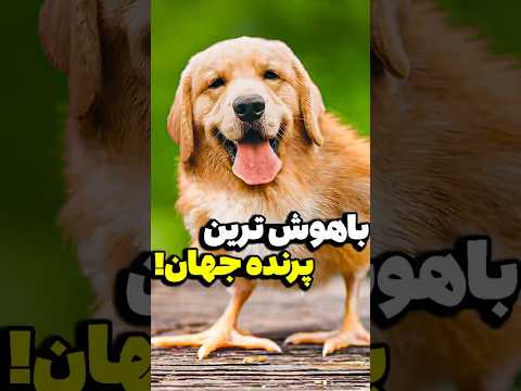 چرا هیچ شکارچی نمیتونه به این پرنده برسه؟😱🤔دانستنیهای عجیب دنیا