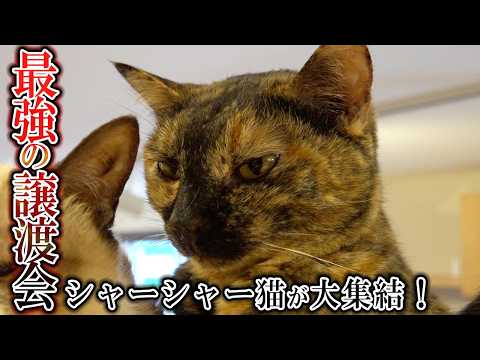 猫好き上級者が集う!シャーシャー猫だらけの譲渡会
