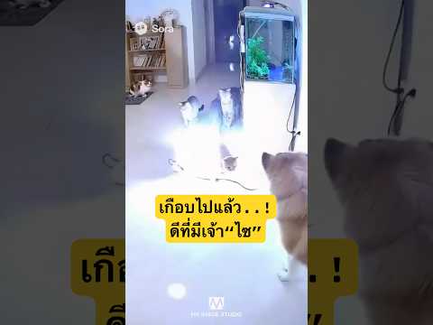 “เกือบไปแล้วดีที่มีเจ้าตูบอยู่ ไม่งั้นแย่แน่แน่ #ai #ตลก #funnyvideos #อุบัติเหตุ #ไฟช็อต”