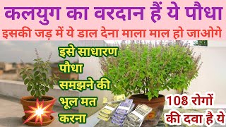 इसकी जड़ में ये डाल देना माला माला हो जाओगे,भूत प्रेत ऊपरी हवा,नवग्रह बाधा सब समस्या खत्म//upaye