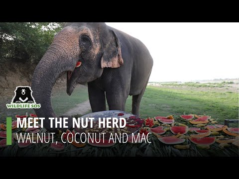 Meet the Nut herd- Walnut, Coconut and Mac!