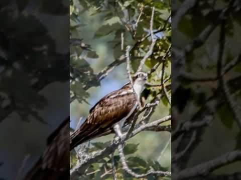 Osprey - My favorite Bird 