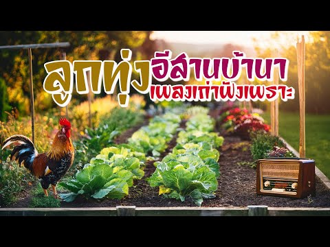 ลูกทุ่งอีสานบ้านนา เพลงเก่าฟังเพราะ