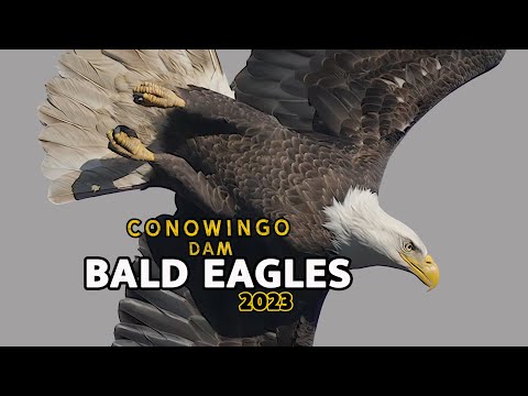Conowingo Dam Bald Eagles 2023