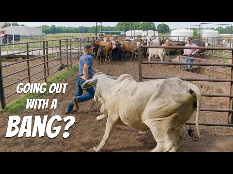 Parting Ways With Our Brahma Cows