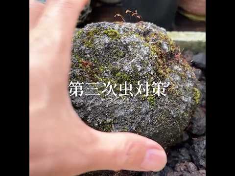 苔むす石　第三次虫対策