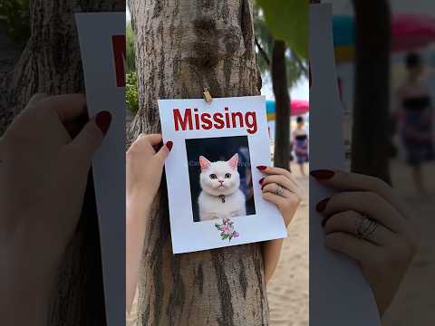 No Cats Allowed 😡 Cat is missing 🐈 #cat #kitten #catvideos #catlover #cutecat #shorts #catshorts