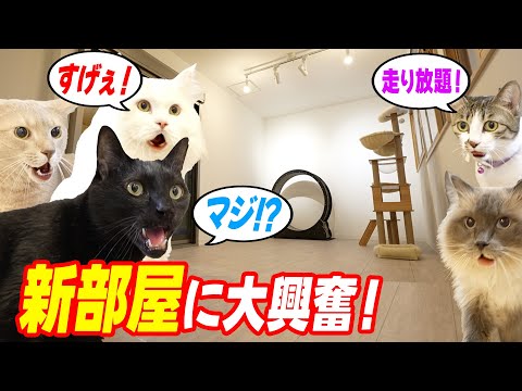 愛猫のために【200万円】の部屋を作ったら幸せすぎた…