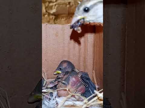 Tiny Sparrow Babies in the Nest (p 6) #shorts