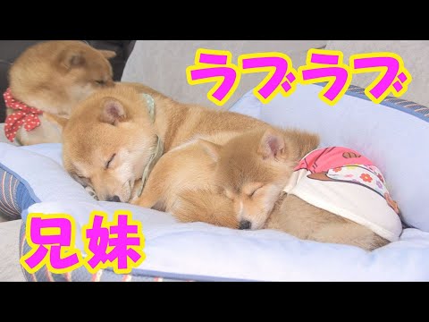 いつも遊んでくれる兄柴犬と同じ格好で寝る子犬が可愛い♥