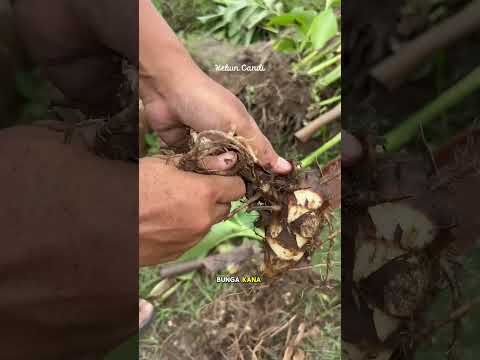 Umbi liar ini bisa jadi sumber karbohidrat, ini adalah ganyong #kebun #berkebun #garden