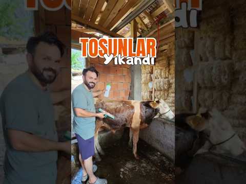 Danalara köpük banyosu..#hayvancılık #köydeyaşam #fyp #Keşfet