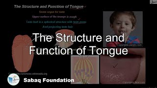 The Structure and Function of Tongue
