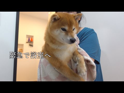 畑にダイブした柴犬の土まみれ救助とお風呂タイム サムネイル