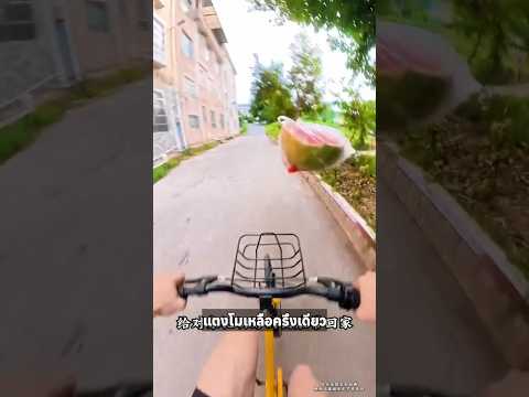 หล่นมากใช่ไหม!!😡 #pets #funny #china #shorts #fyp