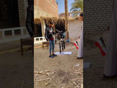 حجه جديد من مصر🇵🇸🇪🇬￼🤣متنساش لشتراك فى القناة ￼اليوتيوب لينكTikTokسيبهولك في الصفحه🫶amr___9@😘