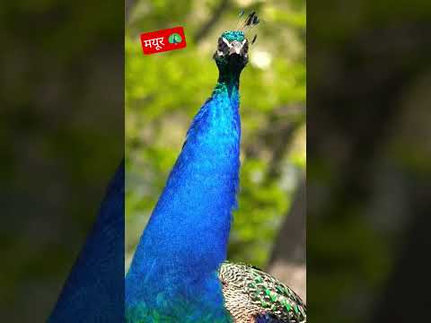 MOR 🦚 #peacock #nature #birdsounds #naturesvoice #peacockdance #wildlife #birdcall #animals #shorts