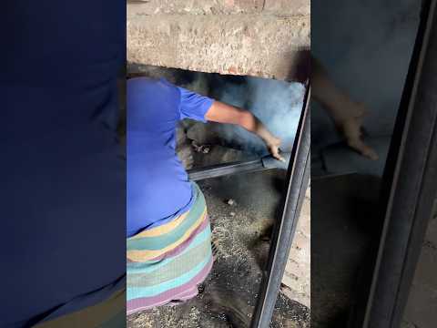 তুষ কাঠ সারে ৪ ঘণ্টা জ্বলে ৬’শ মণ #video #agriculture #viral