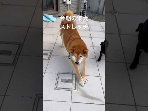 犬の動画サムネイル - 今朝の柴犬ストレッチ#dog #柴犬 #shibadog #shiba #shorts #stretch #ストレッチ #doggie #routines #癒し #ワンコ #yoga #しばいぬ