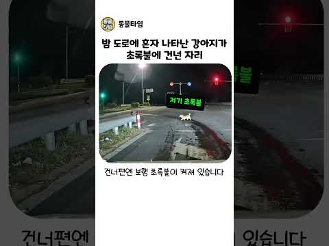 강아지가 목줄도 <strong>사람도</strong> 없이 밤 도로를 건넌 방법