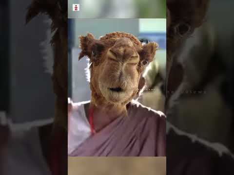 Funny Kisses Oragutan Monkey Atrocity | Safari World Bangkok | Thenu views | #shorts