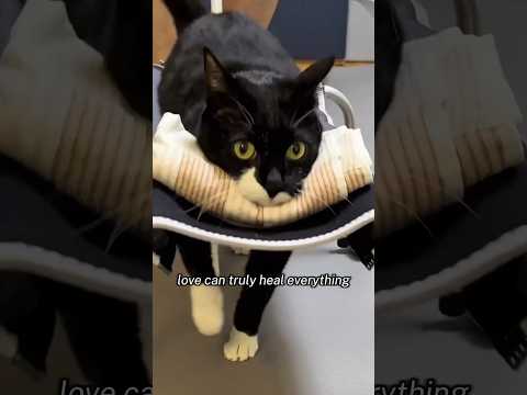Love can truly heal everything #story #petstory #animallover #cat #love