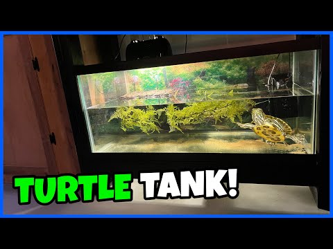 Cheap & Simple TURTLE TANK Setup! (40gal.) In this video, I set up a 40 gallon turtle tank for my new pink-belly sideneck, George! Thanks for w