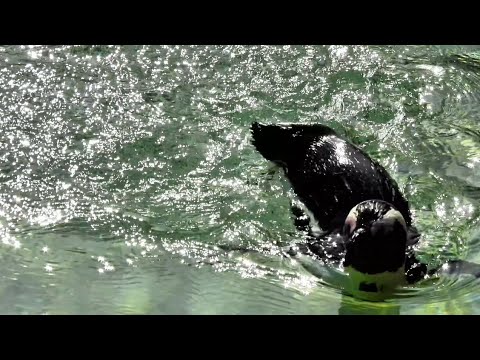 Impressive Penguin Moving Into The Waters