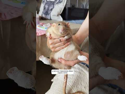 Крысиный лазарет на связи ✅