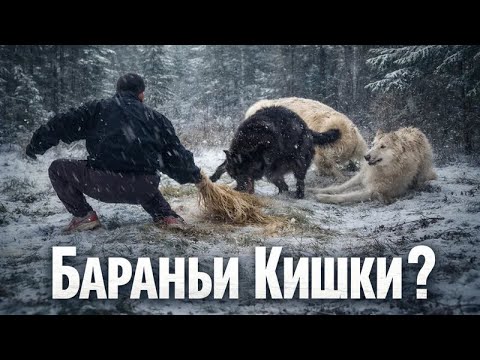Волки борятся за еду 😱 Кормежка в Парке Северных Волков‼️