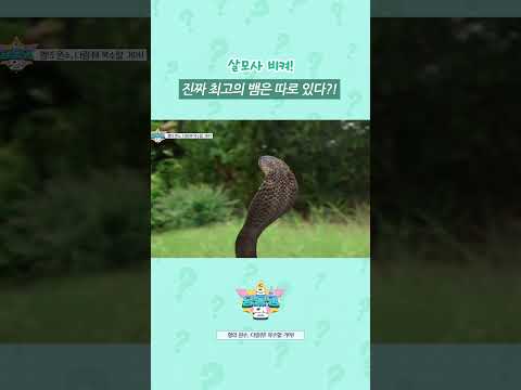진짜 최강 뱀은 과연?! 🐍💥 #shorts